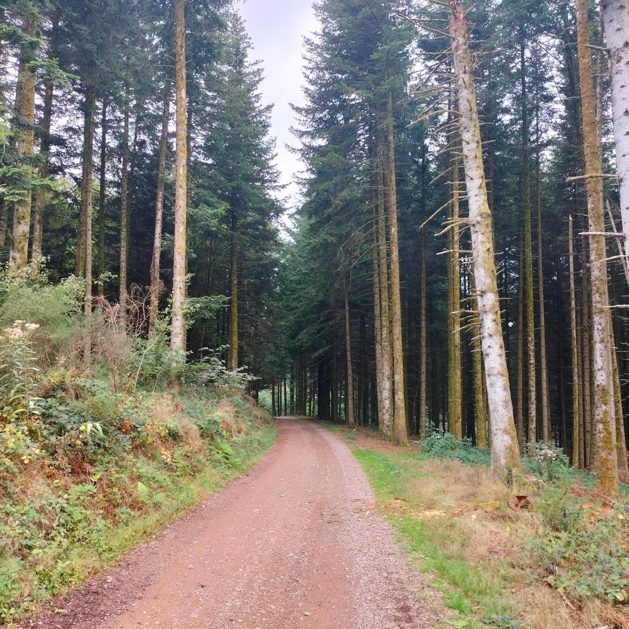 Gite Des Sapins Ranchal 외부 사진